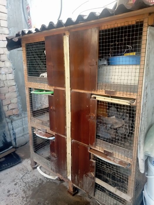 Куен катак  хуроз катак quyon katak xo'roz katak