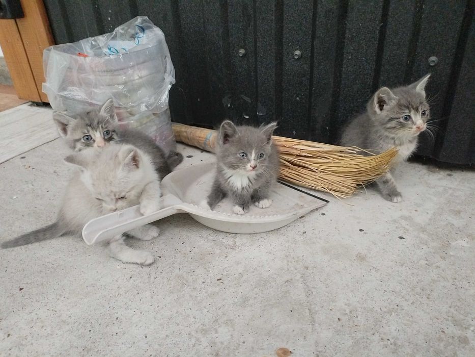 Отдам котят в добрые руки