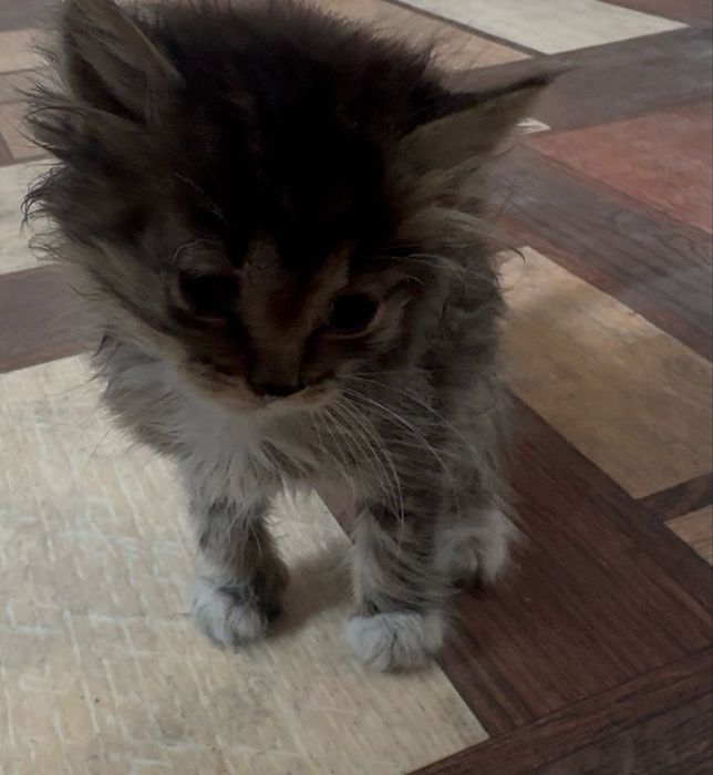 Отдам 2 котят.сарань