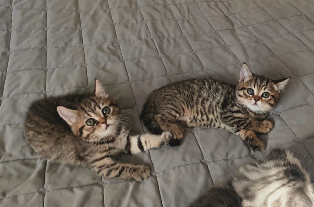 Продам шотландских котят