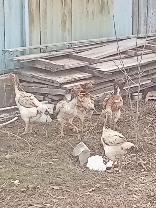 Даканы даканих куры