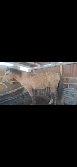 Ат сатамын/ Продам лошадь