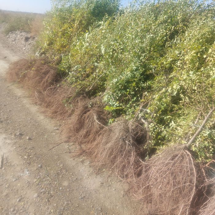 Mevali koʻchatlar qayragʻoch Gujum