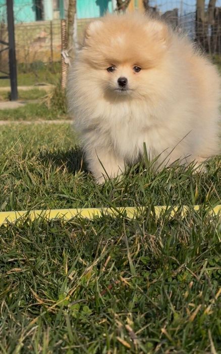 Pomeranian puppy