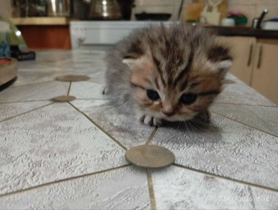 Шотландские вислоухие котята