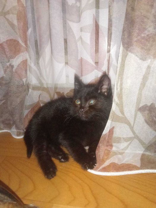 Ищет дом котёнок