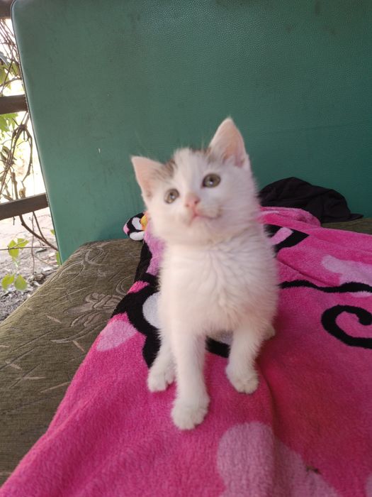 Отдам добрые руки мальчик очень милый