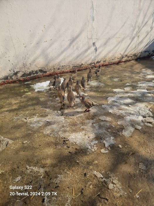 kaklik fazan yapon tovu sisarkalar tovuq horozlar