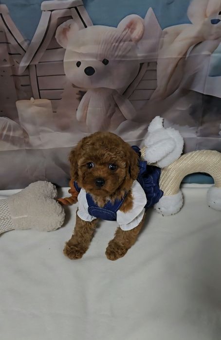 !РЕЗЕРВИРАНО!Пудел той с родословие 5 поколения назад