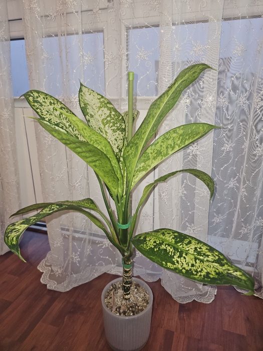 Диффенбахия Prea