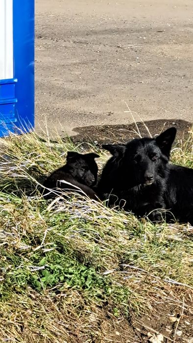 Малыши ищут себе дом