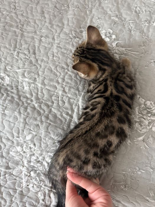 Котята бенгальские