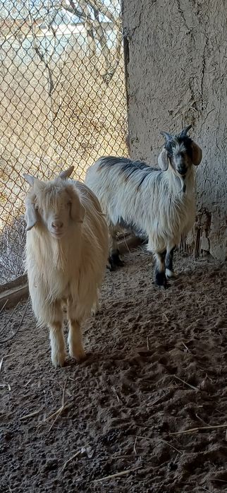 Ешкі сатылады туша