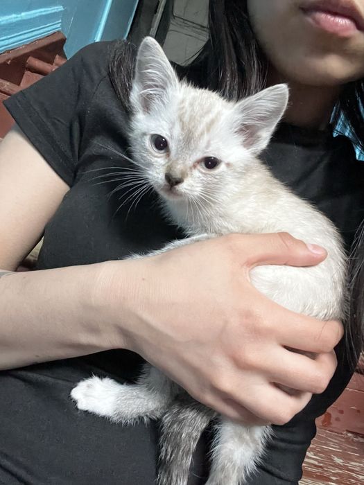 котенок девочка 1.5 месяца