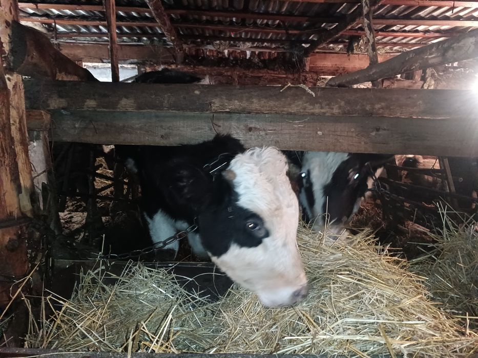 Продам 17 голов бычков