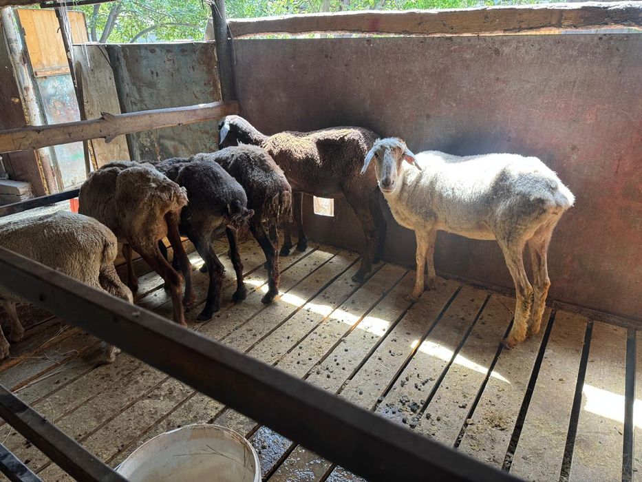 Срочно продам овец