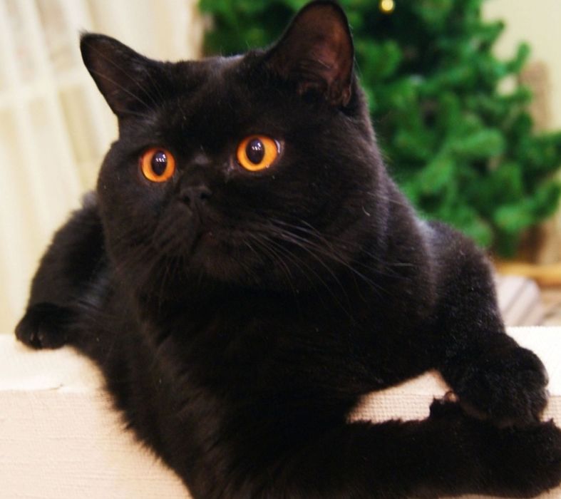 Британец Ласковый Игривый