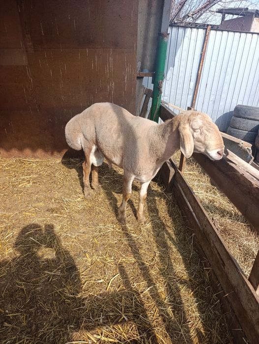 Кочкар арашан продам