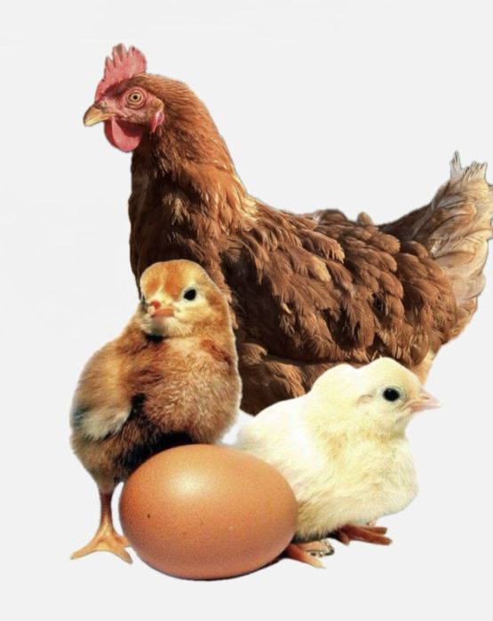 Суточные цыплята Родонит