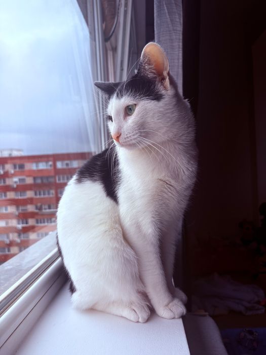 Donez catre o familie iubitoare