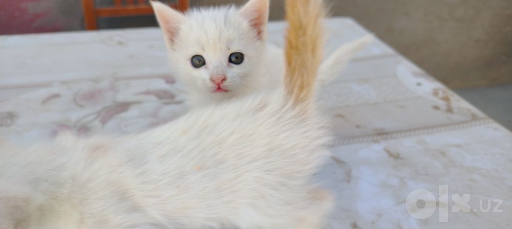 Кошки, девочки 3