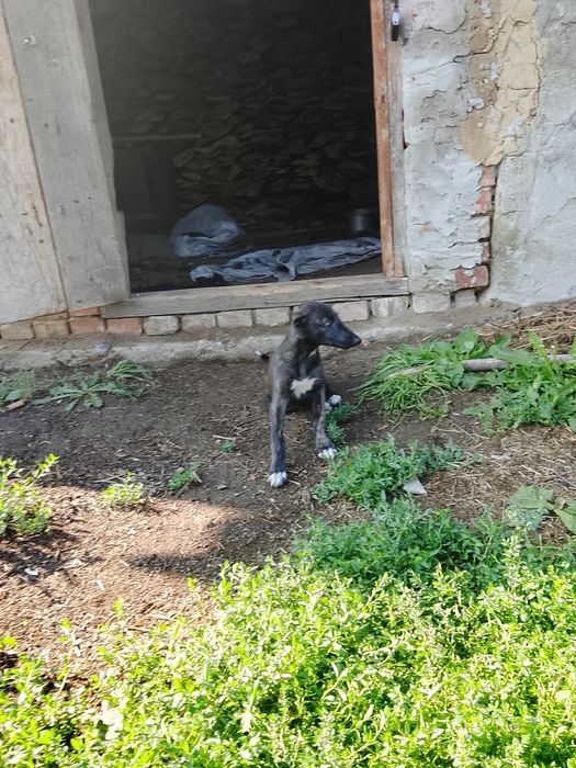 Продам щенков грейхаунда