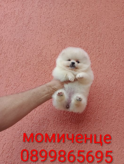 Померани. Момчета и момичета.