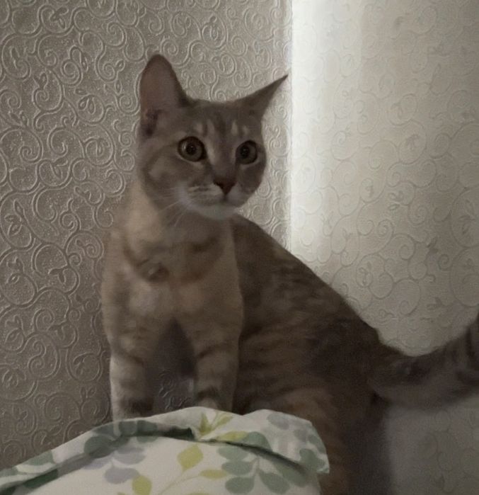 Пропала кошечка!