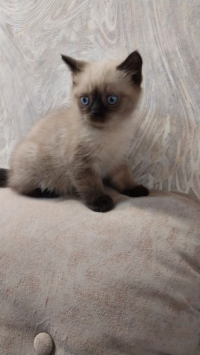 Чистокровный котенок