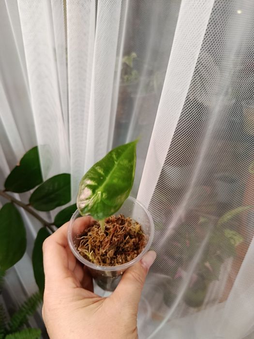 Отростки большой выбор