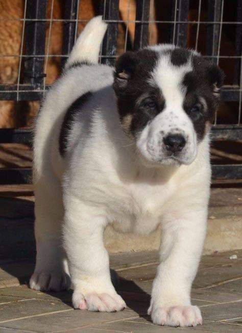 Алабай щенки чистокровные