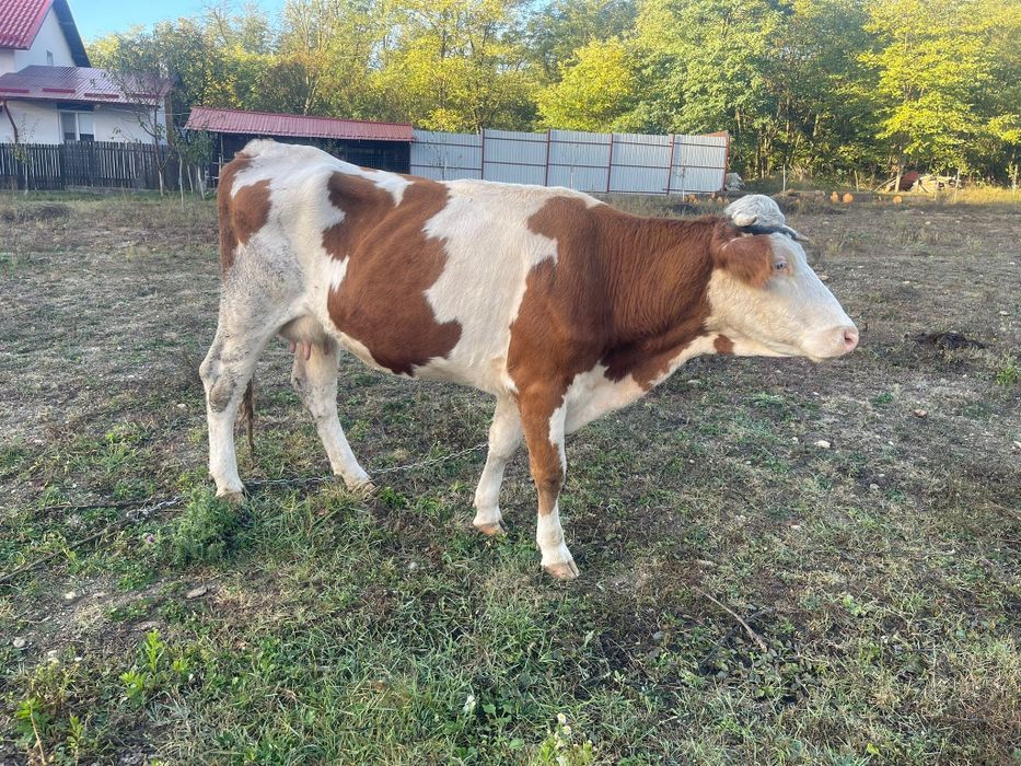 Vand Vaca De Lapte Baltata Romaneasca