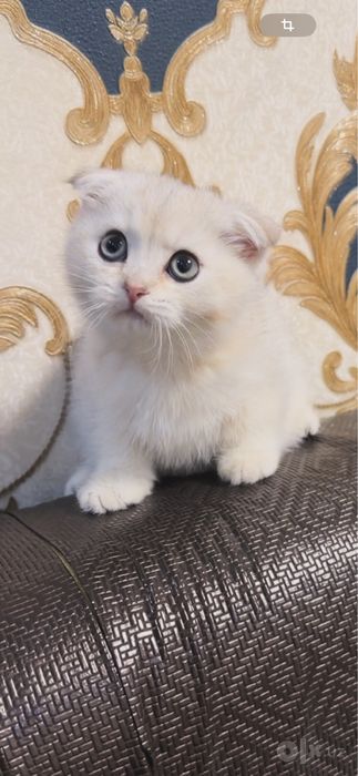 Сибириская шиншила