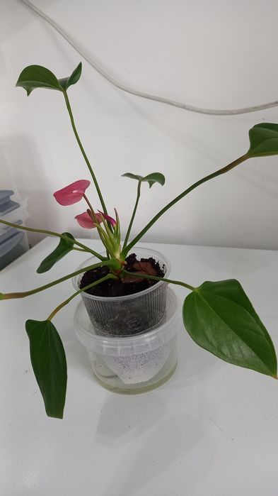 Продам антуриум 3 000тг