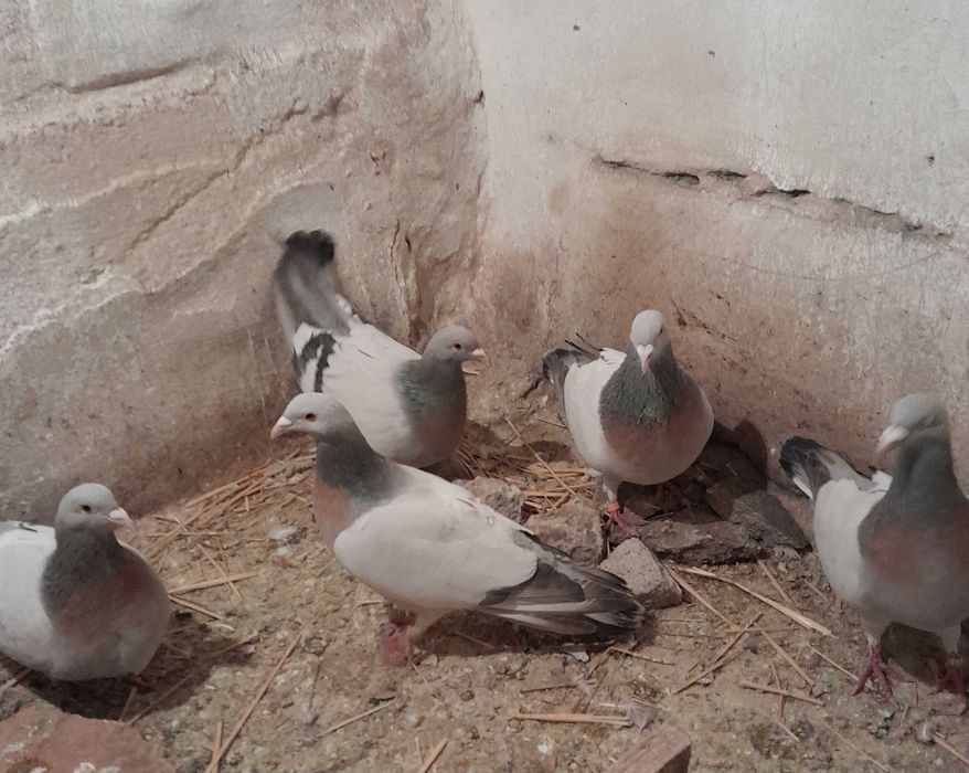 Porumbei Ciocârlie de Coburg