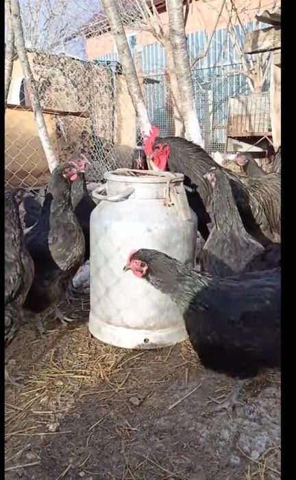 Инкубационные яйца