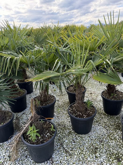 Palmier Trachycarpus 120–300 cm, rezistent la frig, poze reale