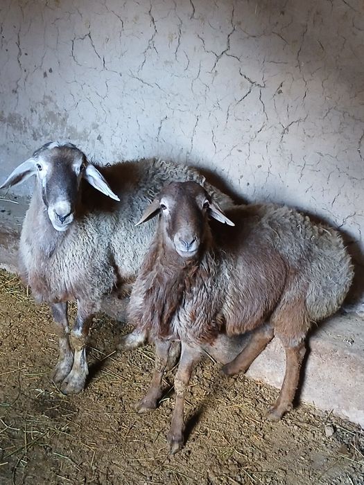 Қошқар гисар породасы сатылады