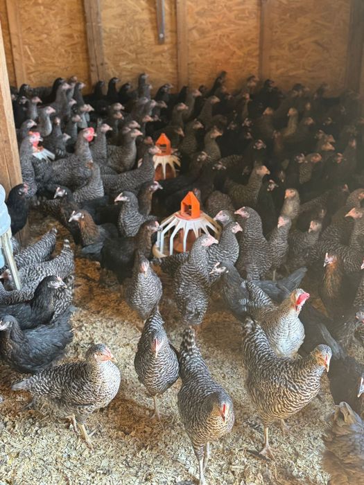 Pui de rasa mixta/Puicute ouatoare//Pui de carne