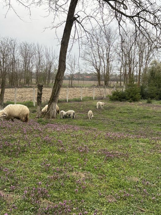 Lichidare gospodină – 4 oi Țurcane + 5 miei Premium