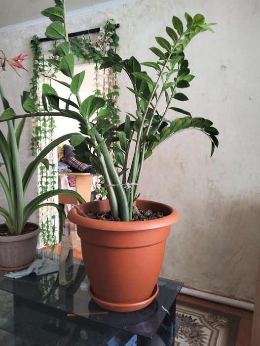 Гулдер ар турли багада