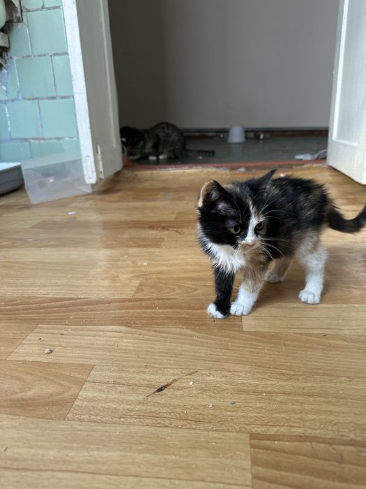 Котенок девочка 2 месяца