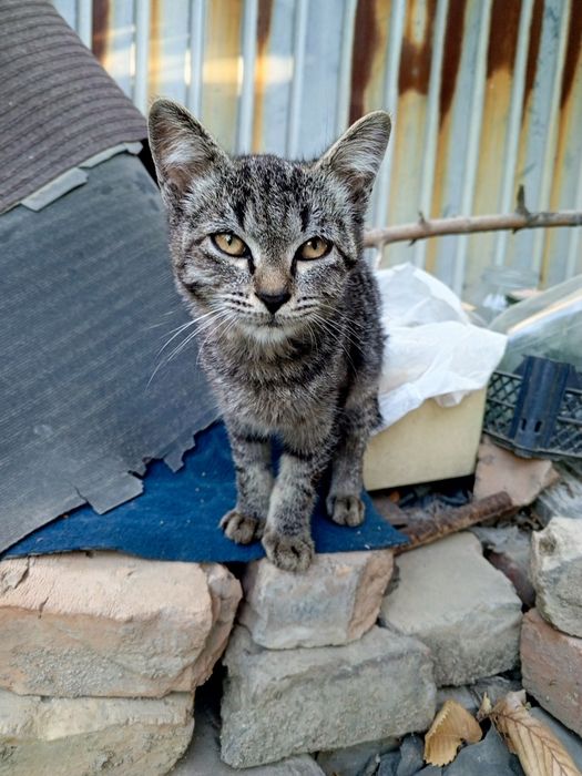 Ручной ласковый котенок