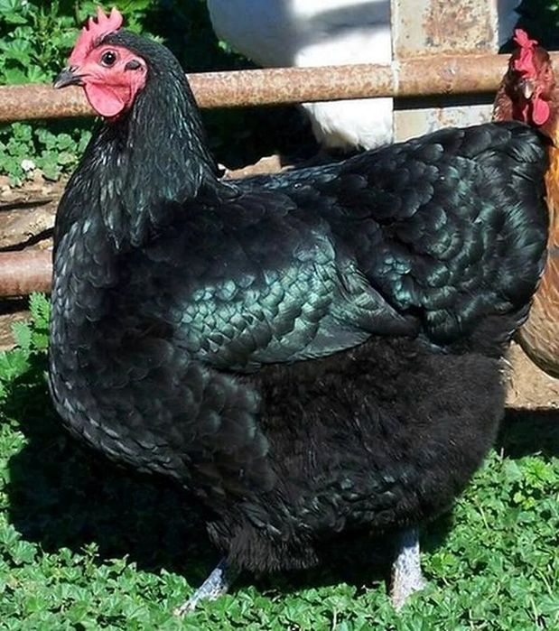 Инкубационные яйца