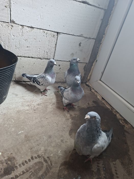 Schimb porumbei standard