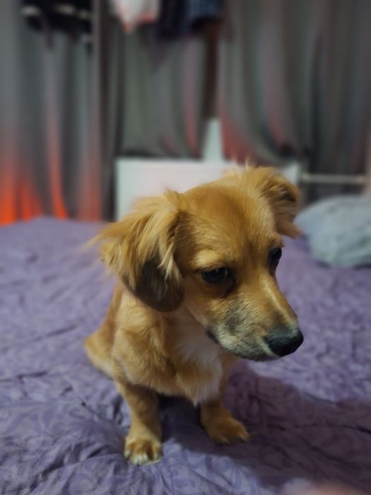 Donez câine pechinez