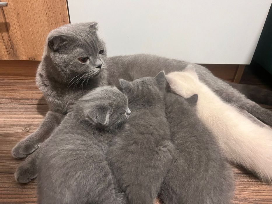 Продам не дорого котят