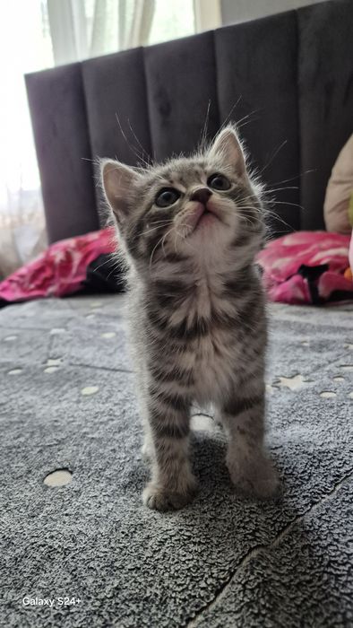 Отдам котят. К лотку приучены