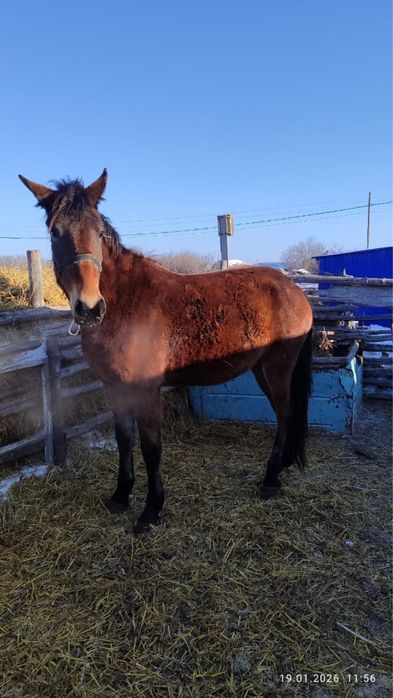 Продам байтал. Район М.Жумабаева, с.Карагуга