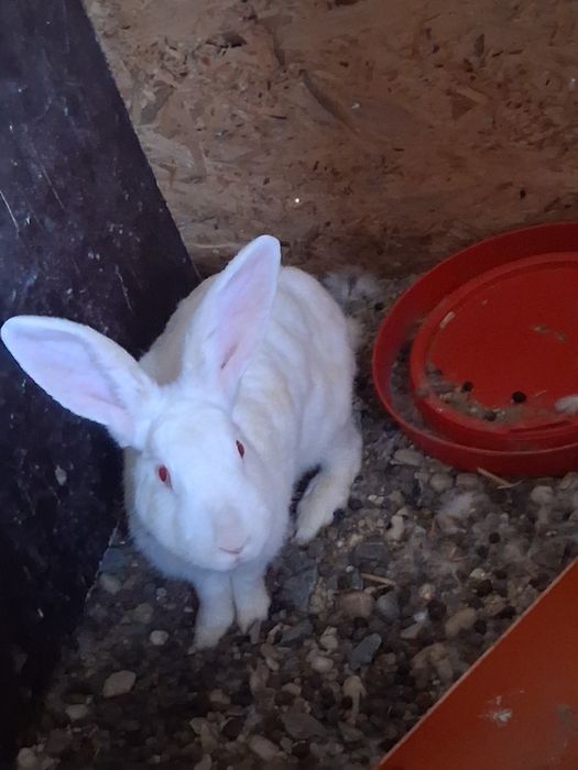 Iepuri de vânzare sau schimb cu papagali